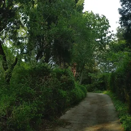 Les Micocouliers