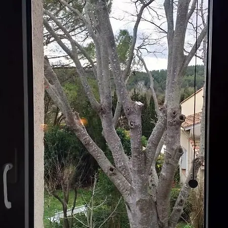 Les Micocouliers